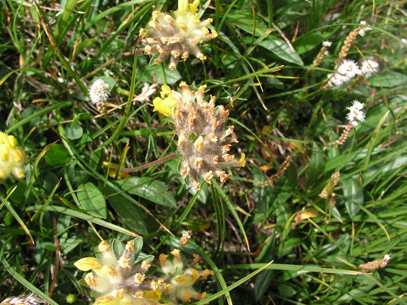 Brenta   22. srpna 2013 13:52:20     P8221027