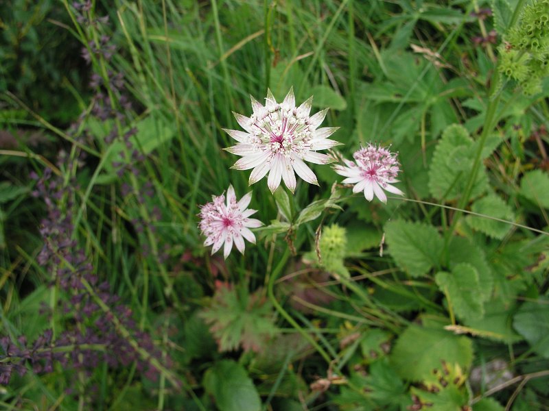 Brenta   23. srpna 2013 11:26:41     P8231046