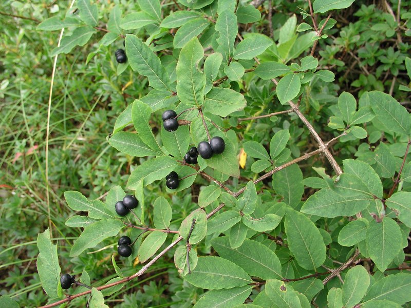 Brenta   23. srpna 2013 12:08:36     P8231053