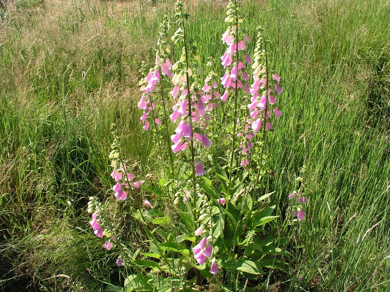 Okolo eska 5   4. ervence 2015 9:35:20     P7040058 