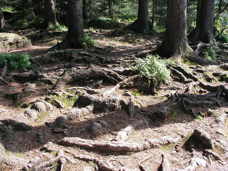 Okolo eska 5   6. ervence 2015 16:54:50     P7060118 