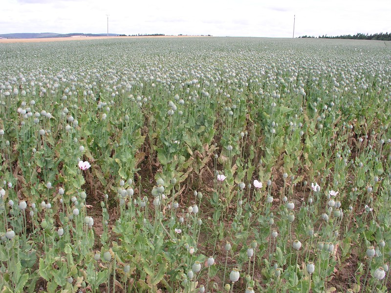 Okolo eska 5   9. ervence 2015 9:47:59     P7090180 