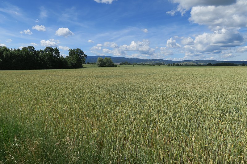 Piastovsk� hrady &nbsp; 18. �ervna 2024 10:46:15 &nbsp; &nbsp; C240618_104614_399 